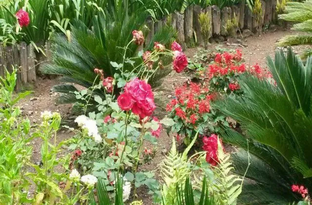 Rancho Faisar Jarabacoa jardin