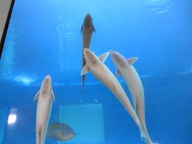 Acuario Santo Domingo