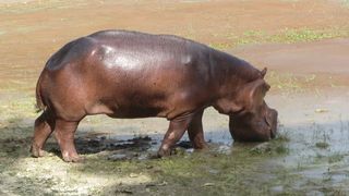 Zoo Santo Domingo