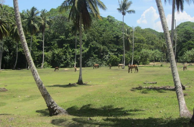 Las Terrenas El Limon