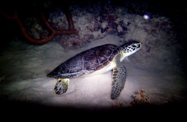 Las Galeras Samana Buceo 1