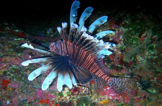 Las Galeras Samana Buceo